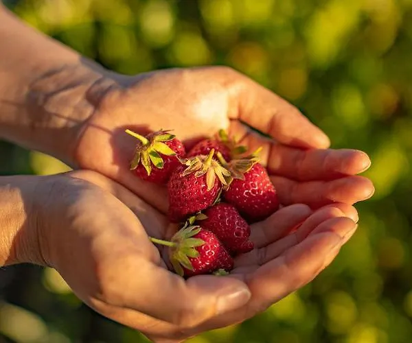Cigarral Del Pintor فندق